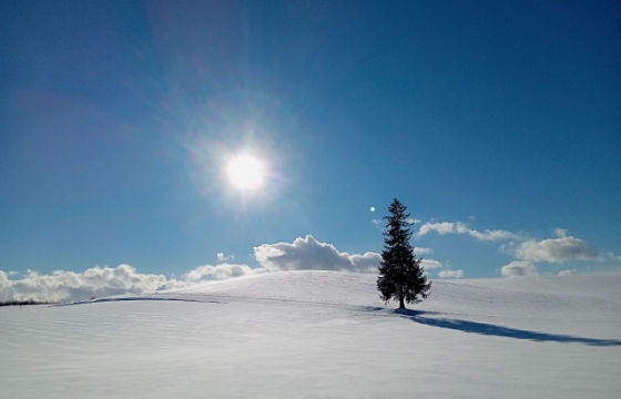 クリスマスツリーの木